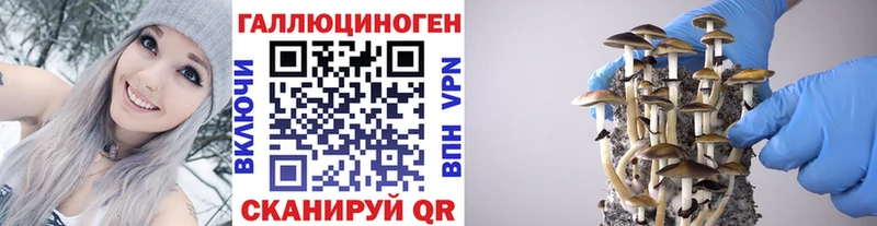 купить   Константиновск  Псилоцибиновые грибы Cubensis 